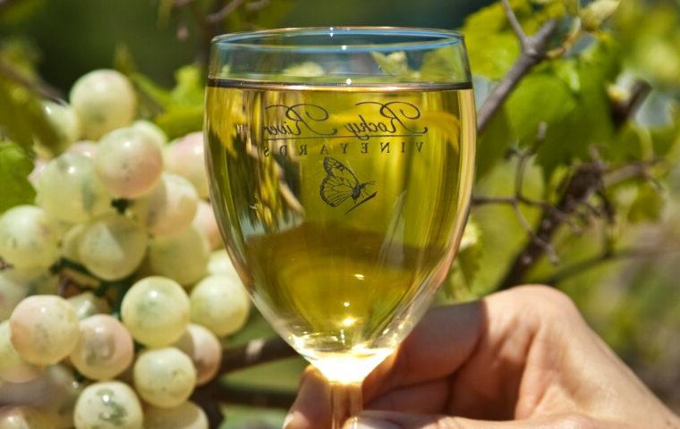 hand holding a glass of wine in front of grapes on vine